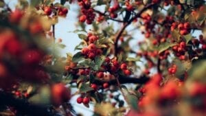 Rosehip Tea