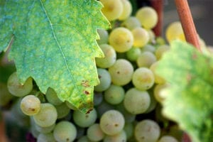 Abruzzo Grapes Toasting in the Sun