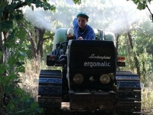 Abruzzo Wine Harvest