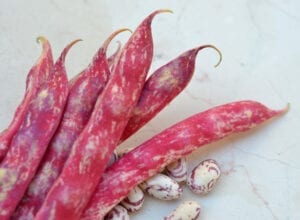 Borlotti Beans