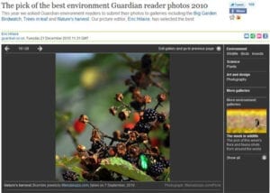 Bramble Jewels