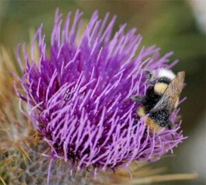 Bumble Bee