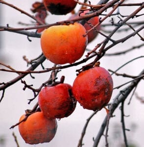 Cachi Fruit
