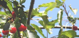 cherries