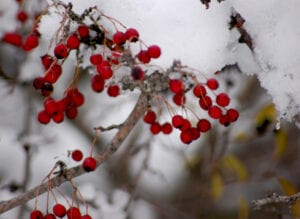 Download Berries