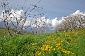 First Day Spring