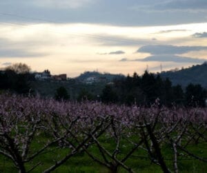 Cellino Attanasio Orchards