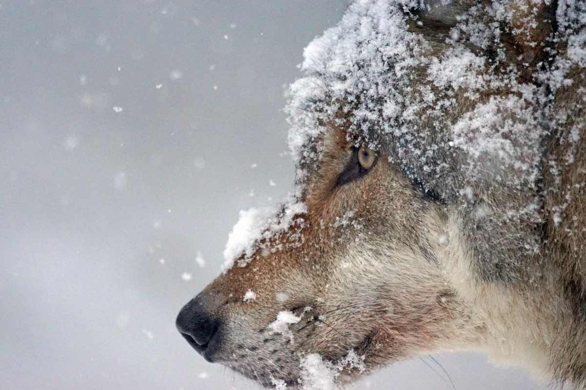 Apennine Wolf