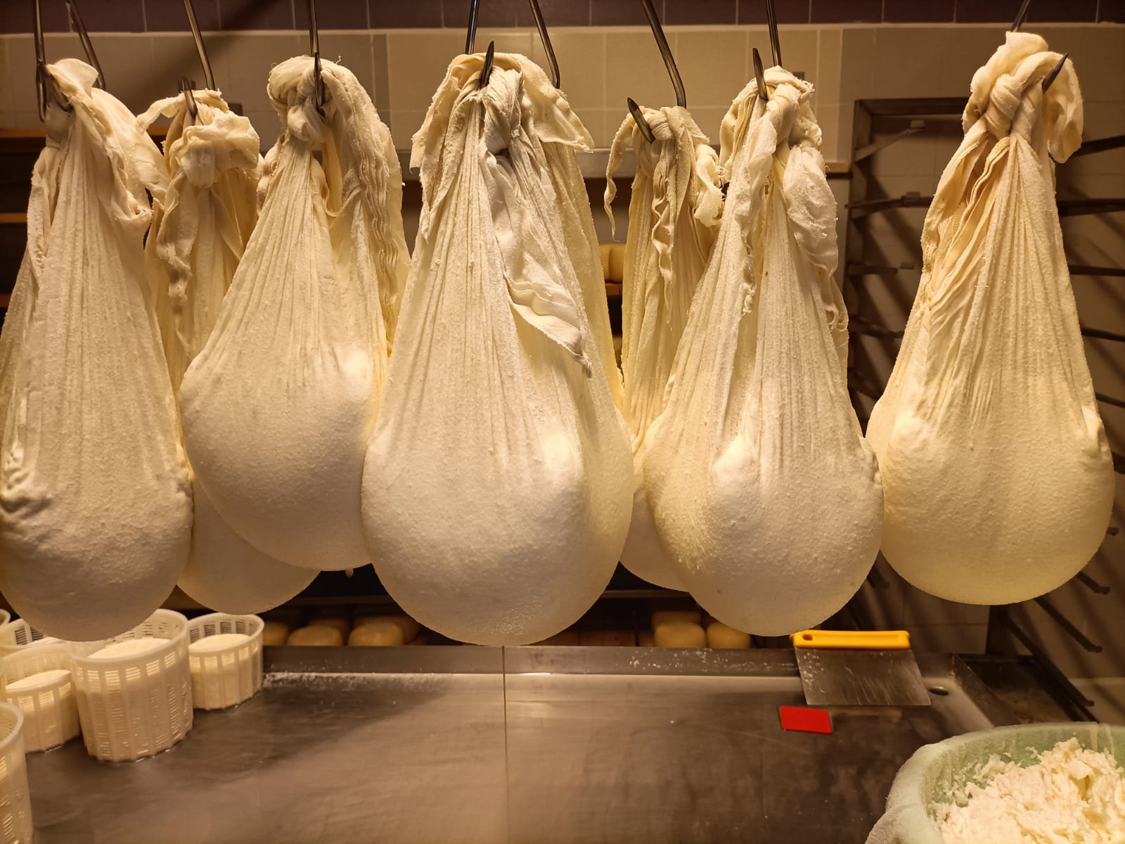 Fattoria Gioia -Artisan Goat Cheeses