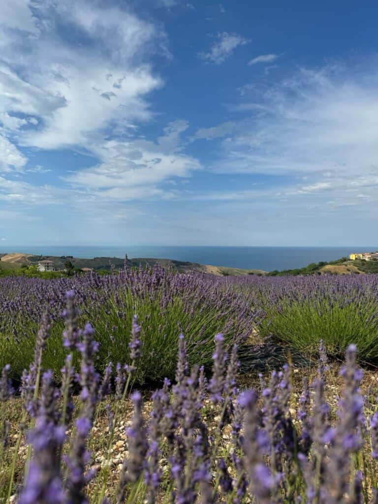 Lavender Farm Abruzzo