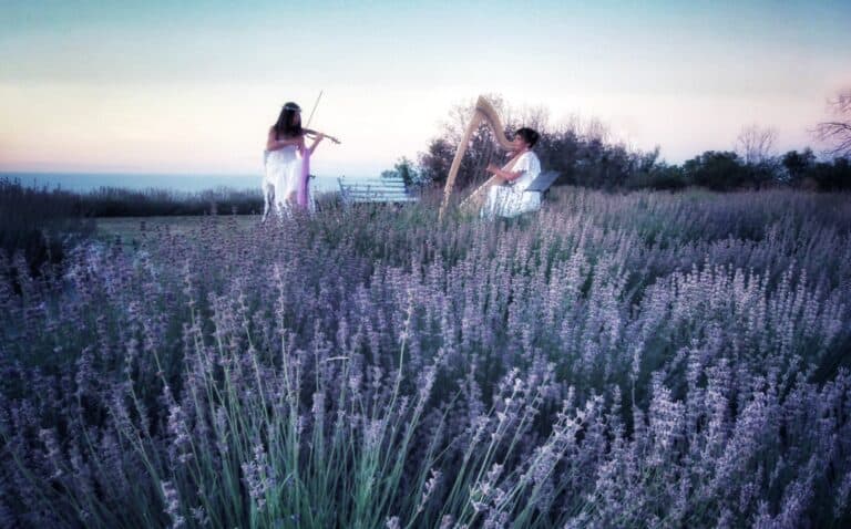 Summer musical events on a lavender farm