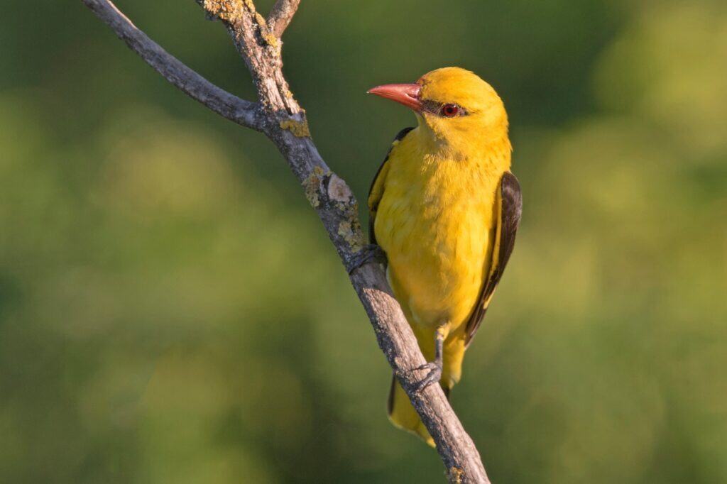 Eurasian Golden Oriole