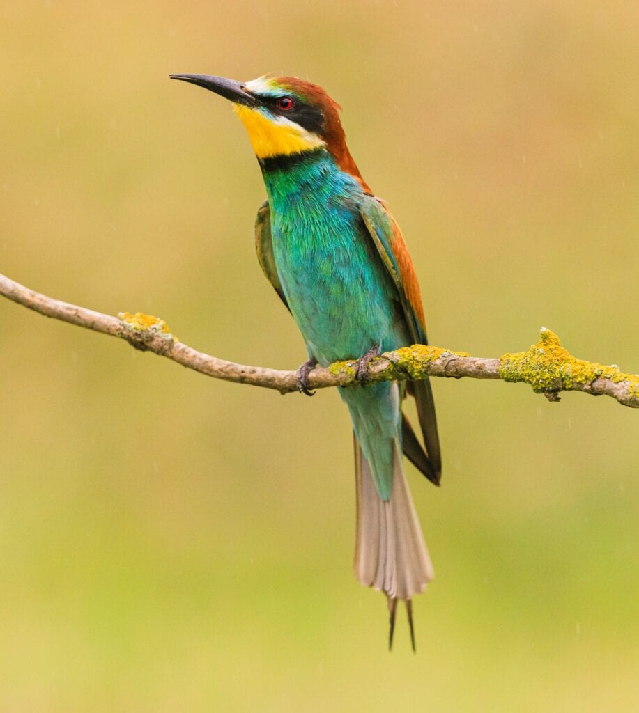Bee-Eater