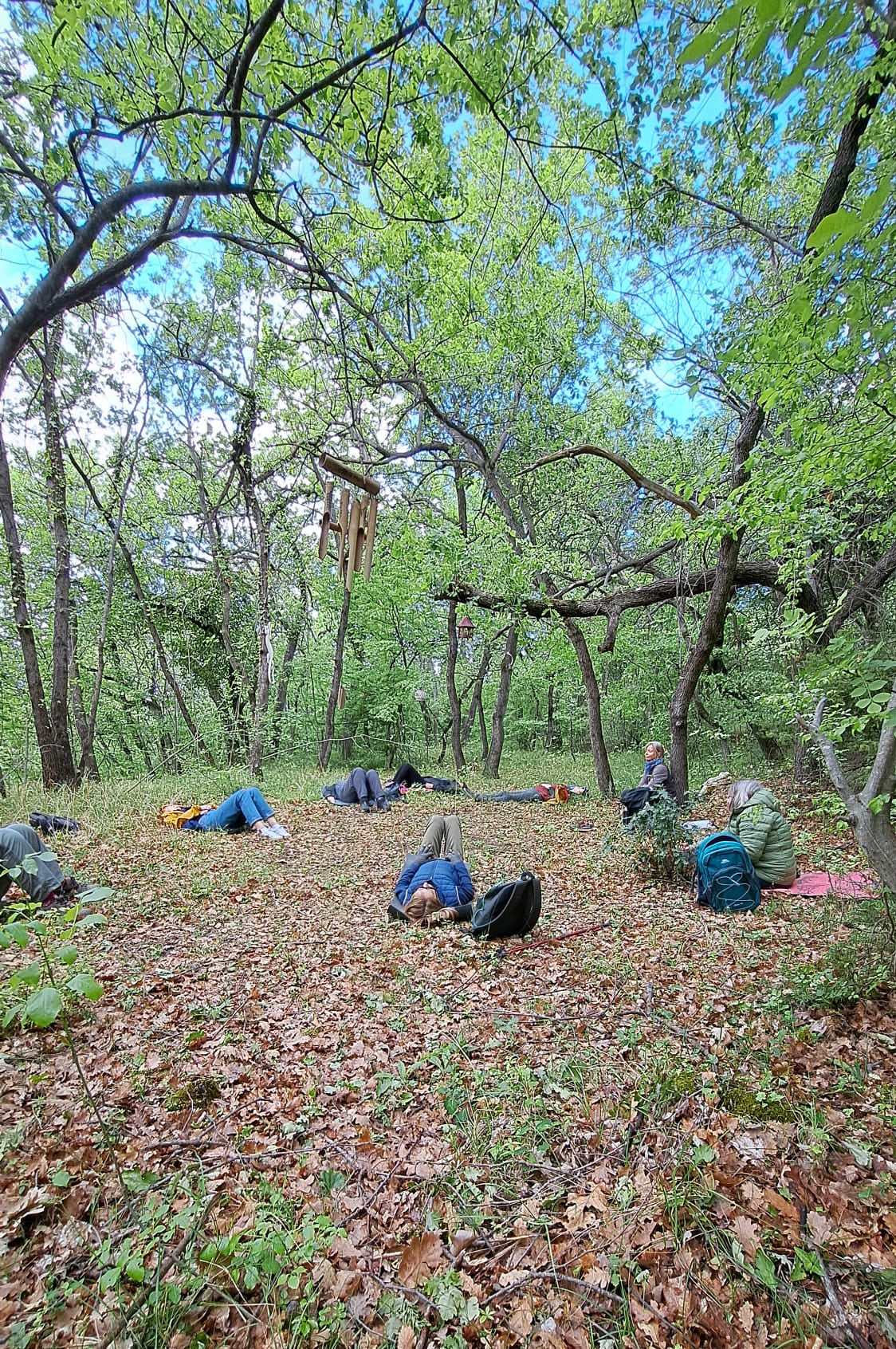 Forest Bathing & Slow Hiking
