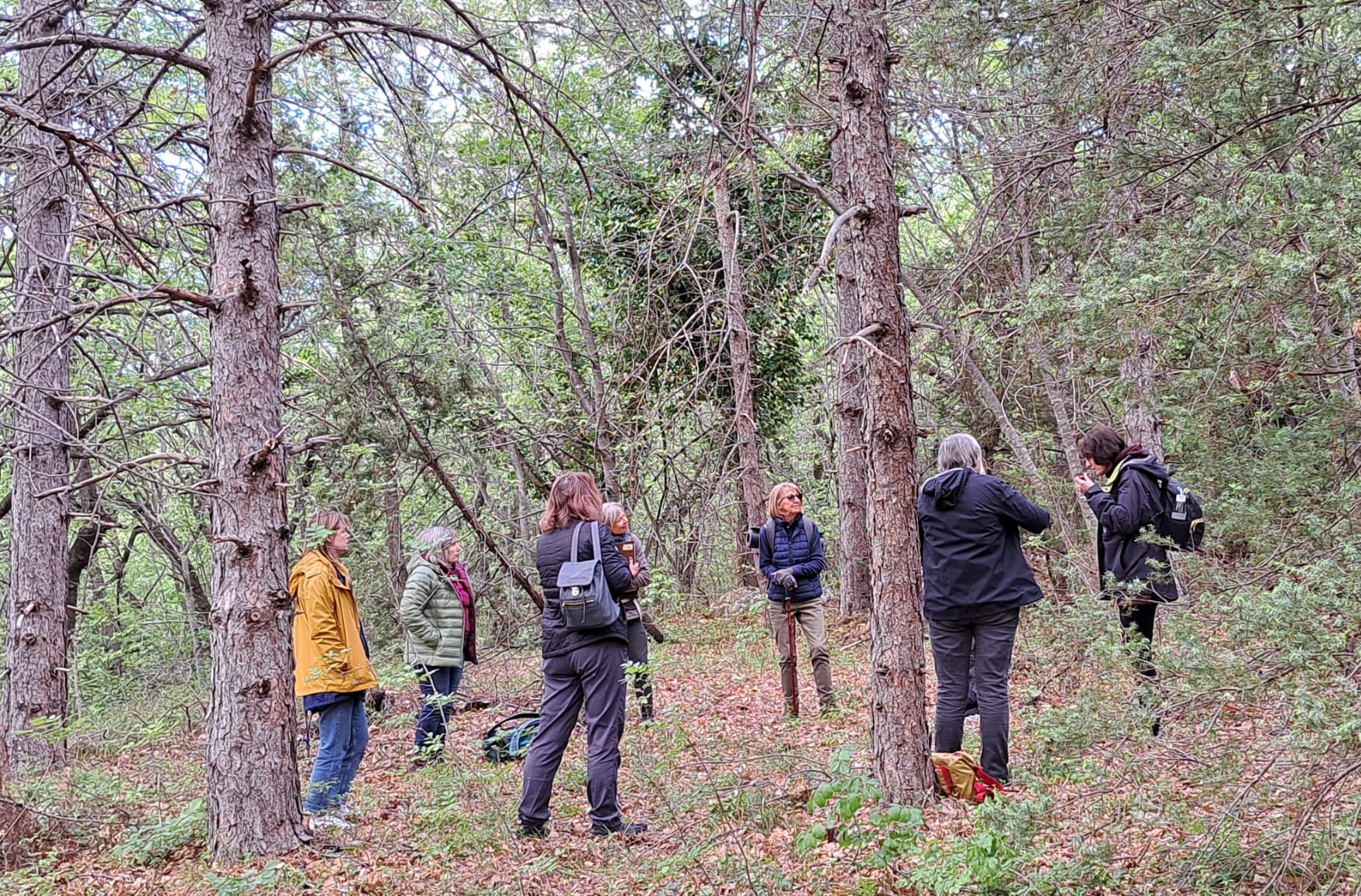 Forest Bathing & Slow Hiking