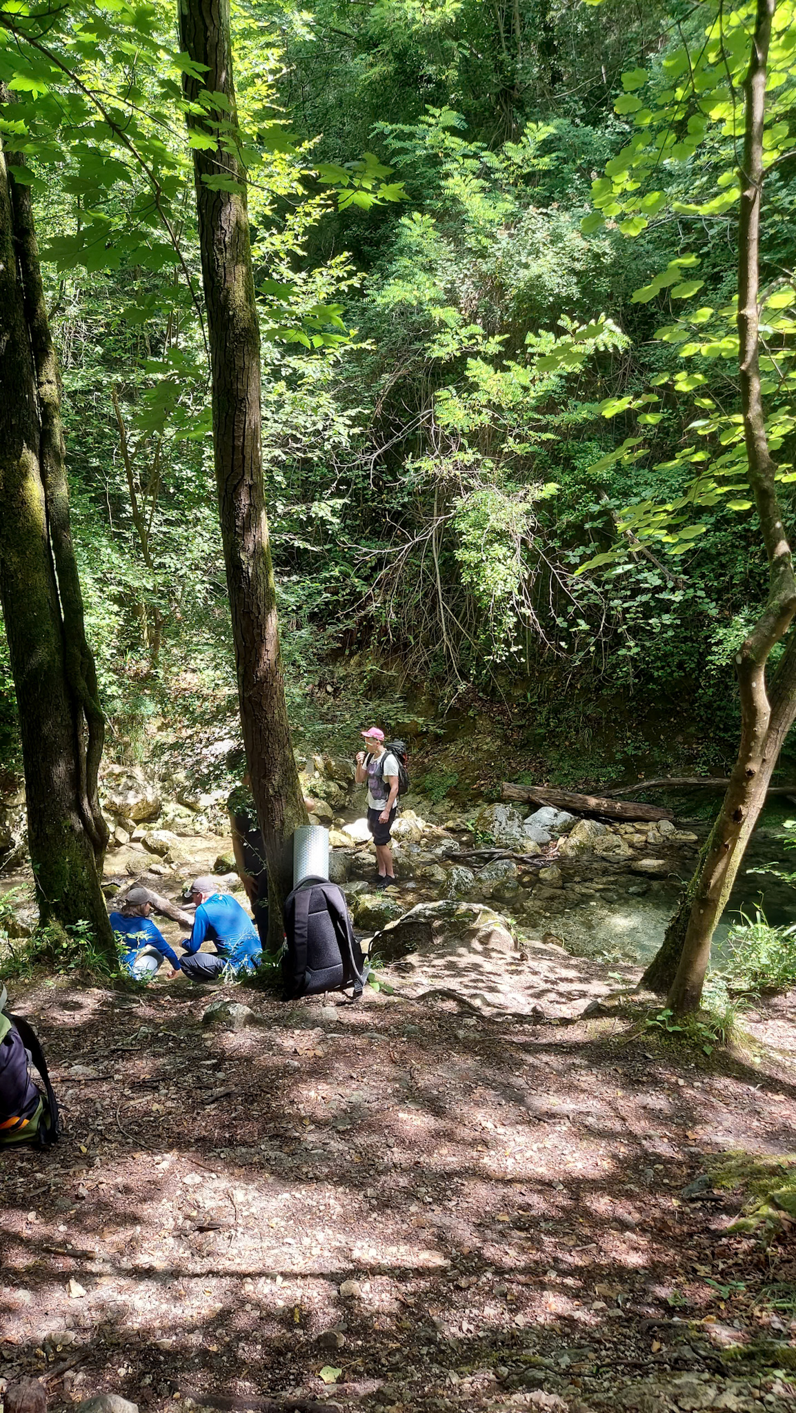Forest Bathing & Slow Hiking