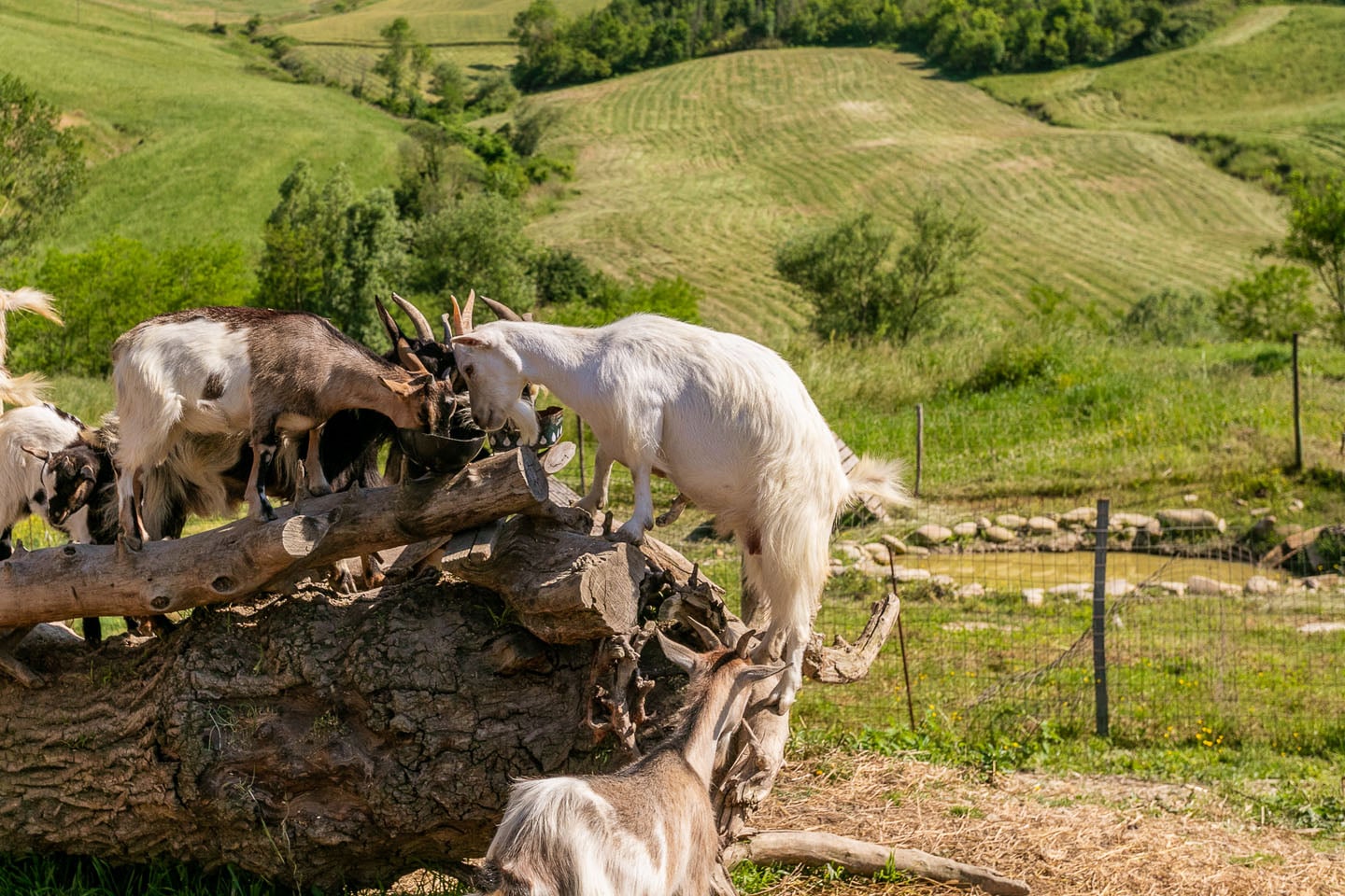 Panfilo Farmhouse – Luxury Family-Friendly Teramo B&B & Apartments