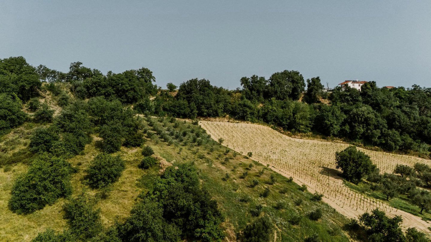 For Sale - Productive Chieti Olive Farm with Majestic Views, Near Sea & Mountains