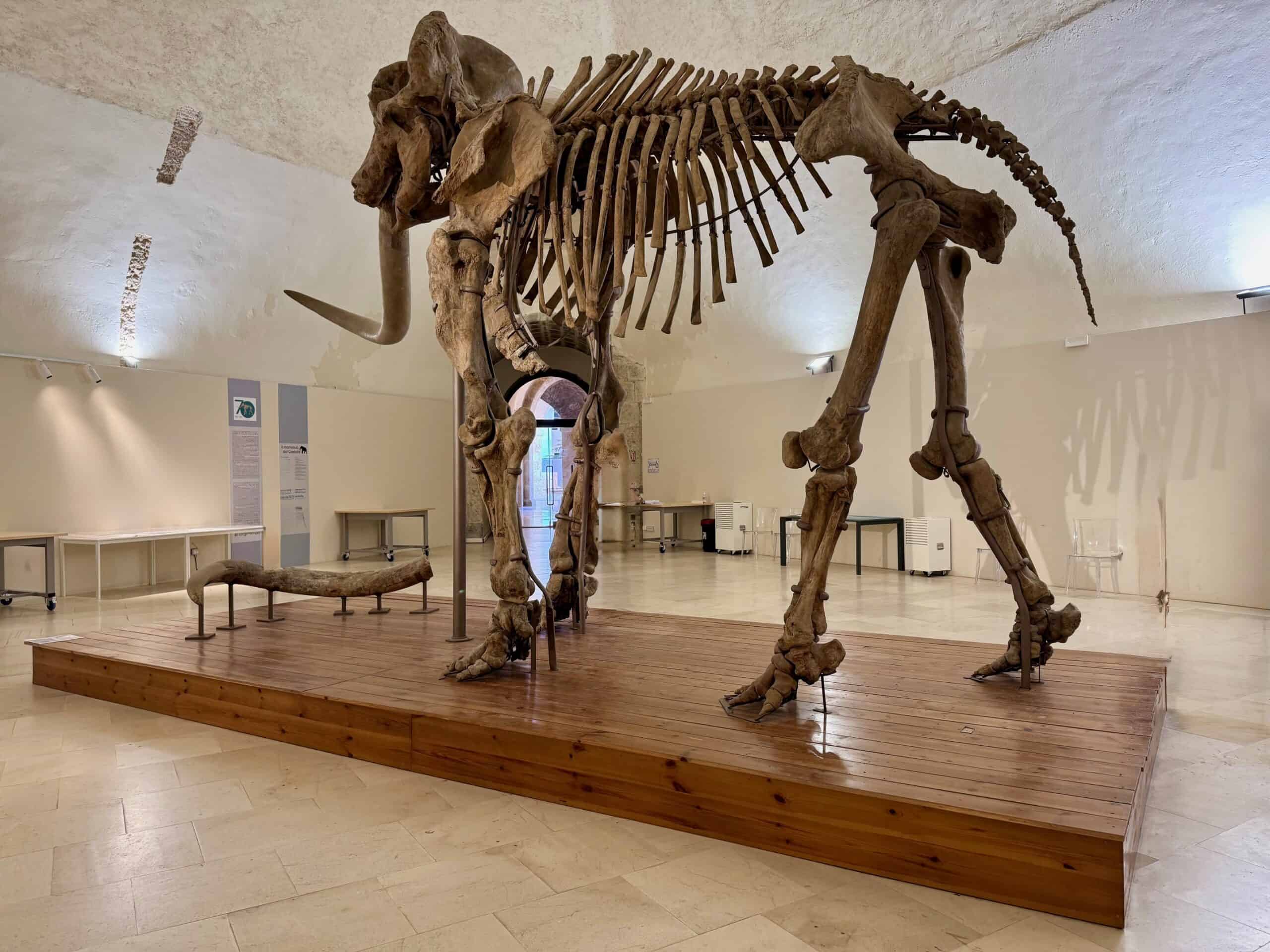 Fossilised dinosaur skeleton on display in a museum setting.