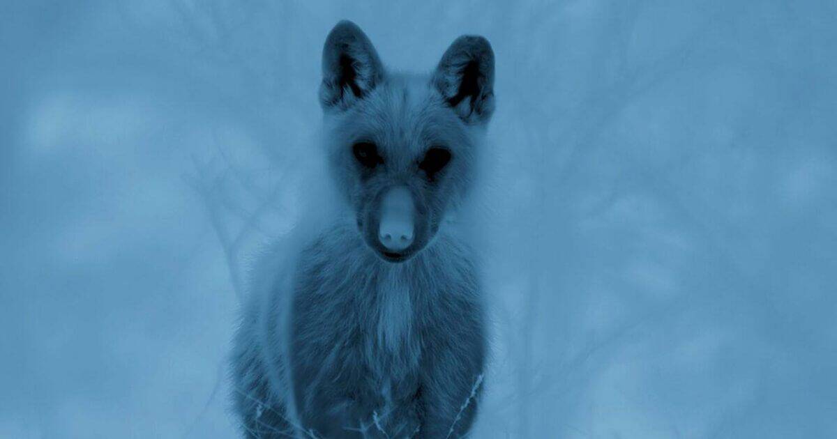 Thermal footage of a wolf in the mountains around Opi, Abruzzo. Image: BBC Studios, Seven Worlds, One Planet.