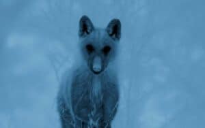 Thermal footage of a wolf in the mountains around Opi, Abruzzo. Image: BBC Studios, Seven Worlds, One Planet.