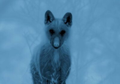 Thermal footage of a wolf in the mountains around Opi, Abruzzo. Image: BBC Studios, Seven Worlds, One Planet.