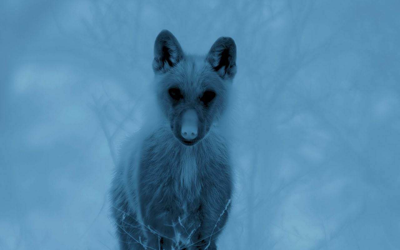 Thermal footage of a wolf in the mountains around Opi, Abruzzo. Image: BBC Studios, Seven Worlds, One Planet.