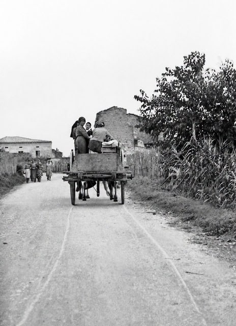 Women ride home on a mule cart from the vineyards near Ortona, Abruzzo, in 1954.